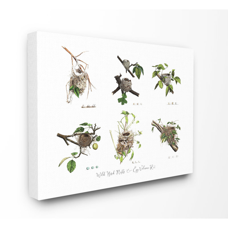 « oiseau nest identifier "illustrations botanique"  », impression, Toile tendue, H 16 po x l 20 po x P 1,5 po