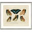 Oken's Naturalist Butterfly VI Print