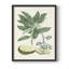 Impression encadrée Buchoz Tropicals IV - bois massif-1350313281-1350313308