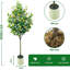 150cm Plant