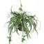 Plante en soie Spider