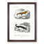 Salamander Illustrations PL. 18 by Charles d' Orbigny - Picture Frame Painting Print-55613440-55613439
