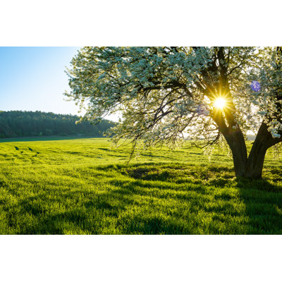 Spring Field by Misha Kaminsky