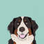 Bernese Mountain Dog, impression sur toile tendue-19741527-74750391-74750392