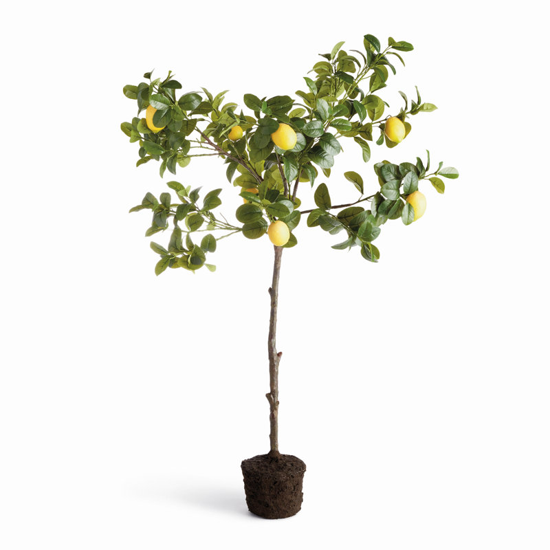 Citrina artificielle Citrina, 33"