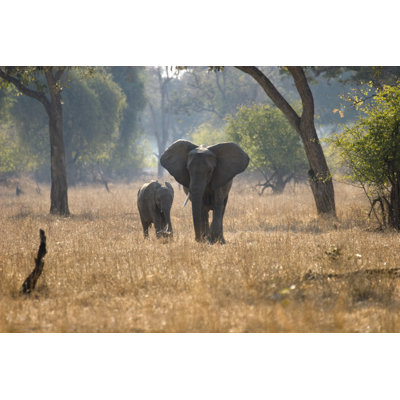 African Elephant - No Frame Print on Canvas