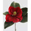 Crimson Red Magnolia 24"