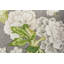 Schumacher x Mary McDonald Bermuda Blossoms Pillow