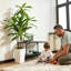 Faux arbre Dracaena 6 pi