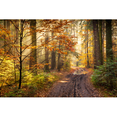 Forêt d'automne par Konradlew