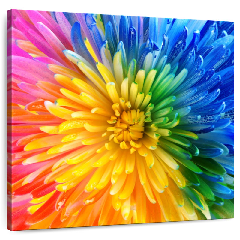 Chrysanthème Harnek, H 10 po x l 10 po