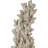 Staghorn Coral Object-117664822