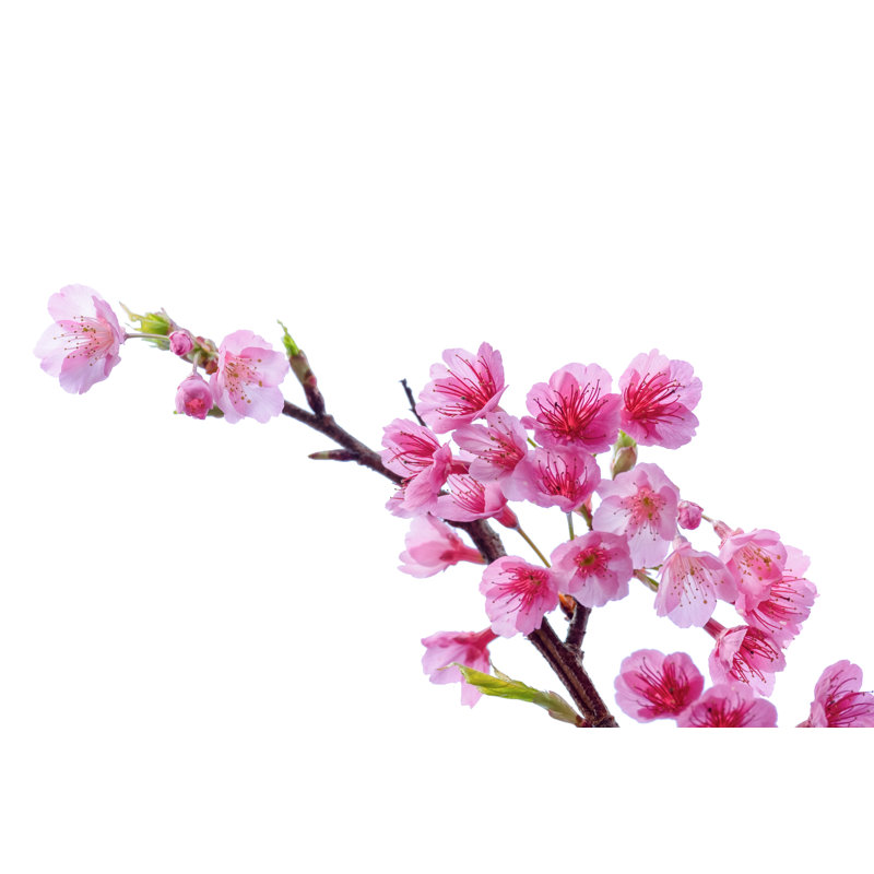 «Blooming Blossoms On Canvas» par Sirintra_Pumsopa, photographie, H 8 po x l 12 po x P 1,25 po