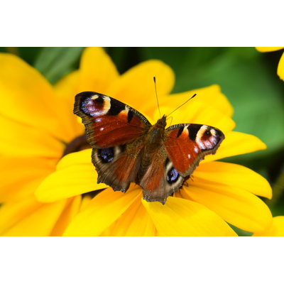 Sunbriar Butterfly - Wrapped Canvas Print