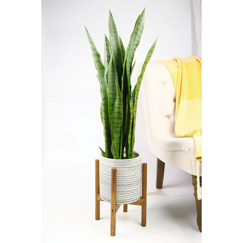 Sabina Handmade Pot Planter, Gray/Honey