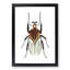 Cacique Beetle by George Shaw - Framed Print-55621438-55621439
