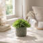 Rockridge Faux Succulent Plant in Fiberstone Pot-1488861543