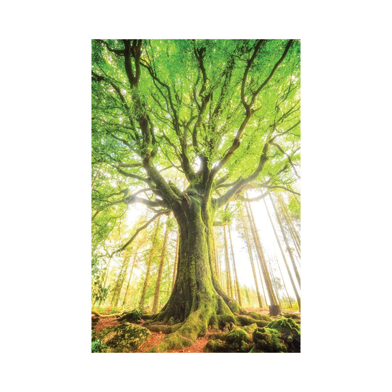 The Big Tree by Philippe Manguin - Wrapped Canvas Print, 30.48cm H x 20.32 W x  1.905cm D