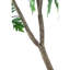 Arbre Polyscias Fruticosa-112273773