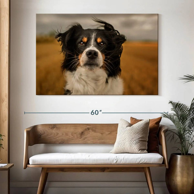 Brampt Expressive Border Collie, 34" H x 51" W
