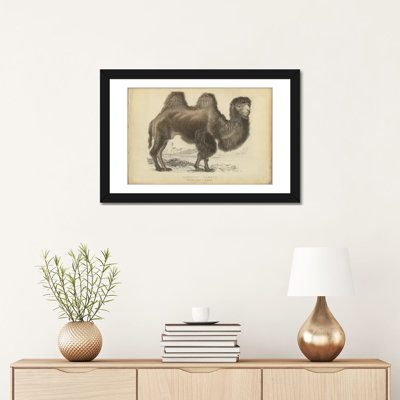 " Camel Bactrian " by PI Collection
