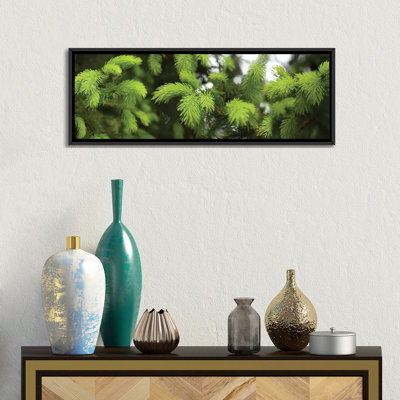 Gros plan sur des plantes de conifères printanières par Panoramic Images - reproduction de photo sur toile tendue
