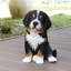 Animals Weather Resistant Polyresin Garden Statue
