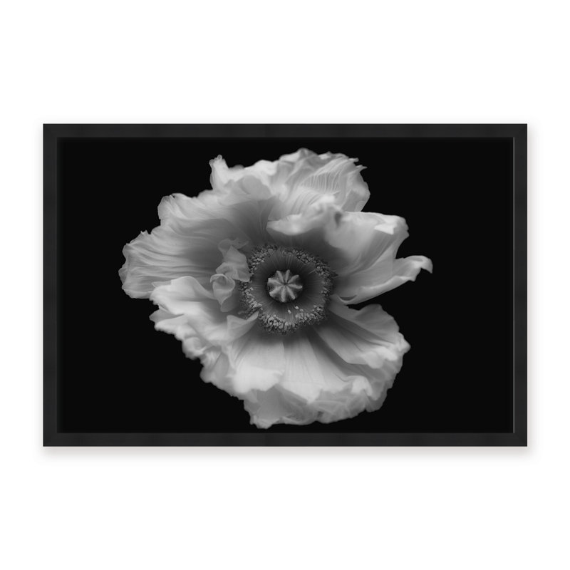Nature Inspired Poppy in Mono by  - Picture Frame Photograph on Paper, 24" H x 36" W x 1.125" D, Framed Matted Print, White