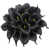 Black est en rupture de stock