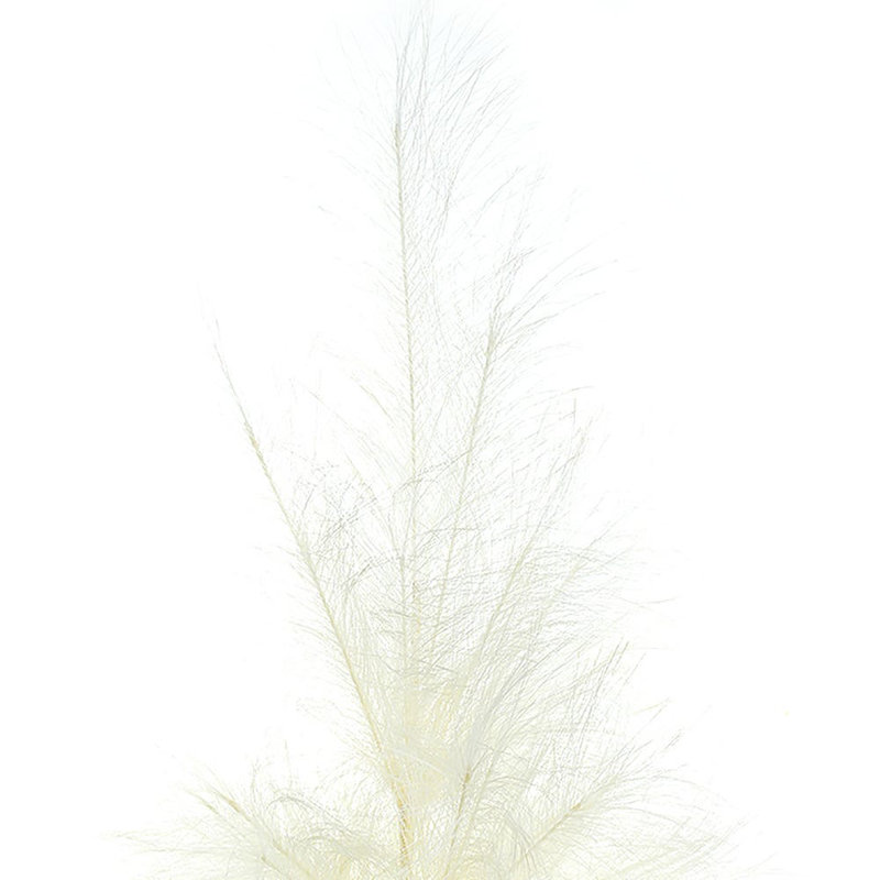 Kamp Adler 39 po Pampas, Crème