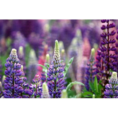Dige " Lupin Field In Spring "