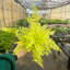 Live Gold Boston Fern Plant in Classic Pot-91102699