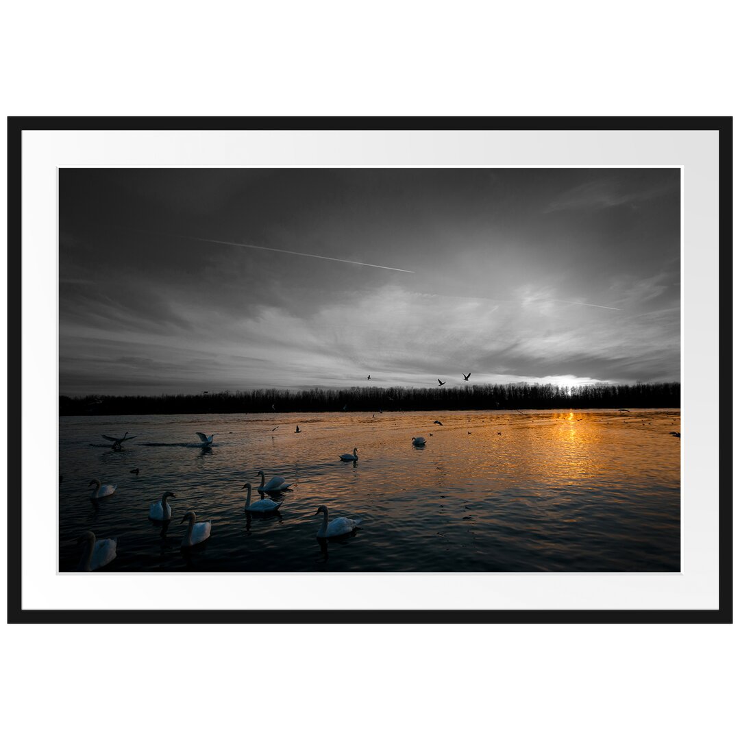 Gerahmtes Poster Weiße Schwäne im Sonnenuntergang