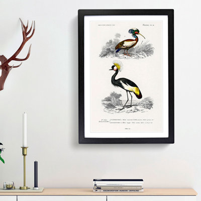 Bird Illustrations PL. 9 by Charles d Orbigny - Framed Print