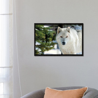 White Wolf by David Gardiner - Print on Canvas