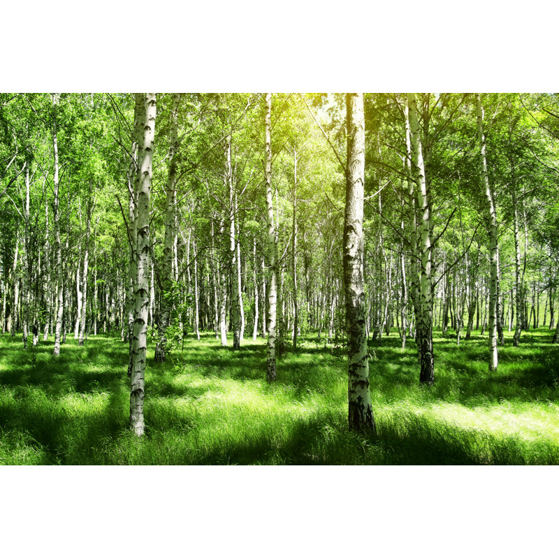 Birch Trees by Abigail210986 - Wrapped Canvas Print, 60.96cm H x 91.44cm W