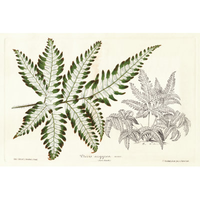 Fern Leaf Foliage II - Wrapped Canvas Graphic Art