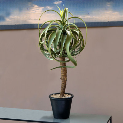 Faux aloès en pot