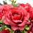 19" Rose Bundle-1592434061