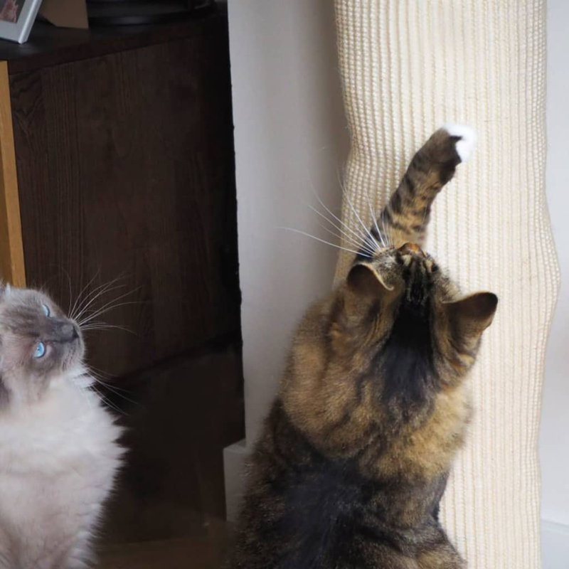 Hillside Scratching Post