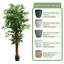 Pots à plantes ronds artificiels avec plateau en ficus artificiel et résine-36178604-34553685