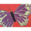 Butterfly by Sue Graef-132872324-71202506