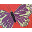Butterfly by Sue Graef-71202506-132872324