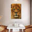 Regard de lion Brampt-108246994