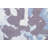 Contemporary Abstract Oriental Area Rug 5x8