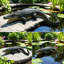 Statue de jardin de crocodile simulé, ornement animal en résine