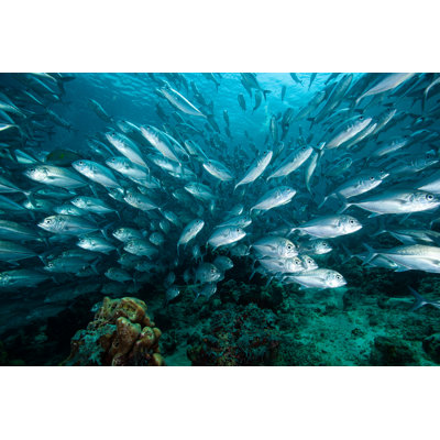 Tropical Fishes 1 Piece Wrapped Canvas Wall Art