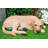 Large Realistic Sleeping Yellow Labrador Retriever Statue 21"H Golden Retriever