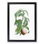 Peach on a Branch by Pierre-Joseph Redoute - Framed Print-55578058-55578059