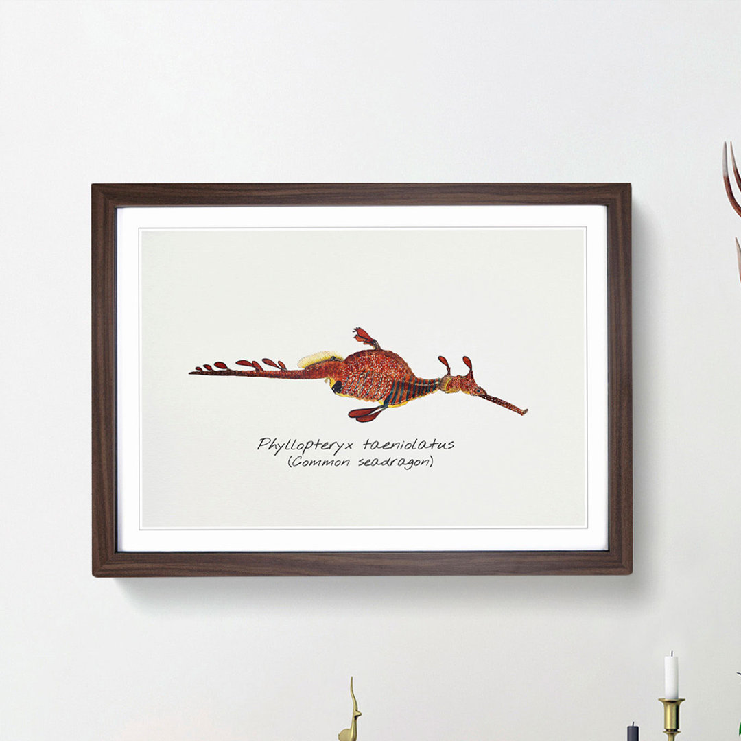 Illustration of a Common Seadragon by F.E. Clarke - Picture Frame Painting Print